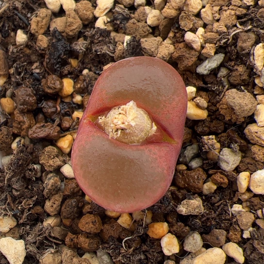 0588号风铃 多肉植物