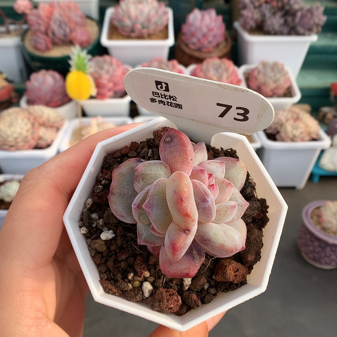 73双头石榴紫星影石化