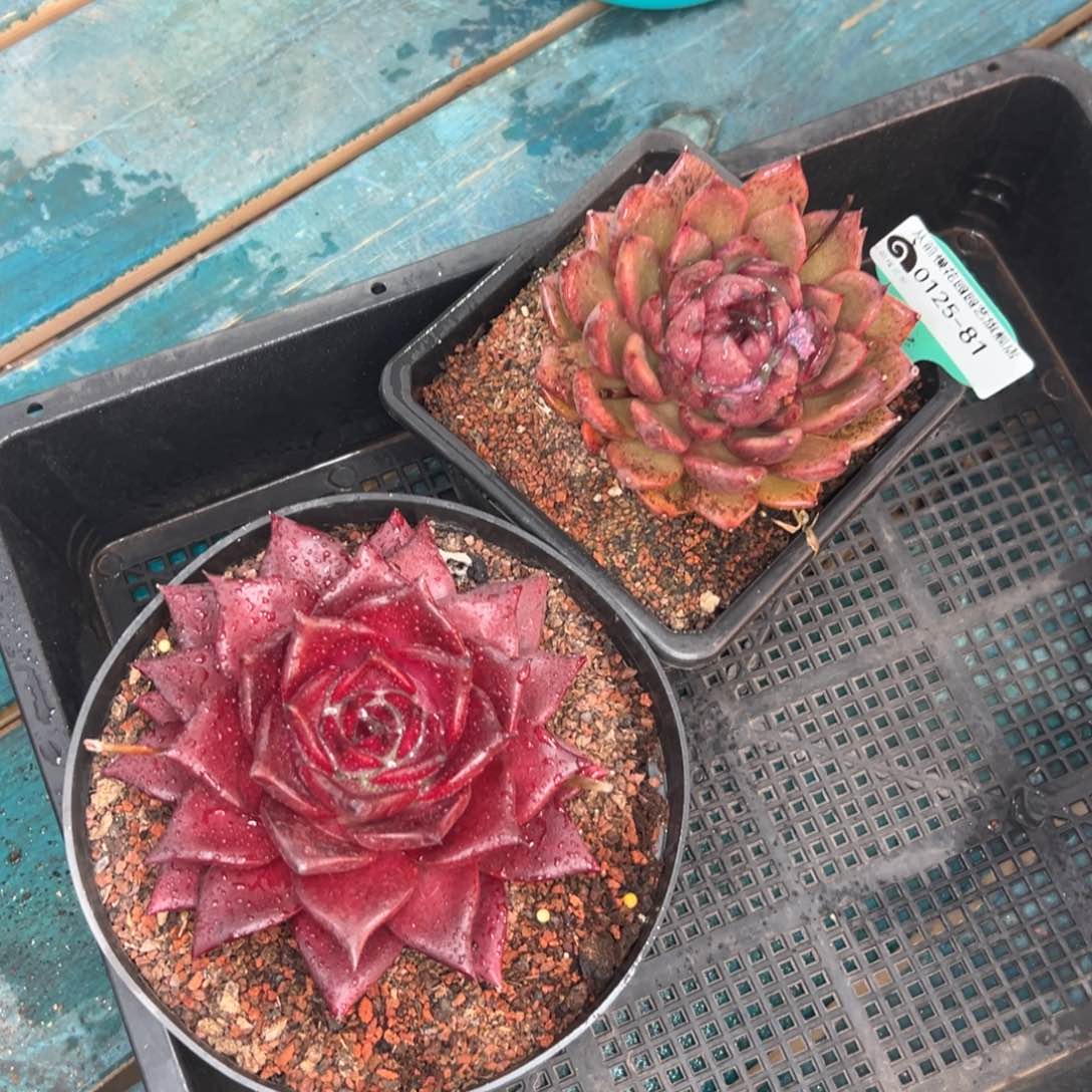 多肉一物一拍编号0125-81