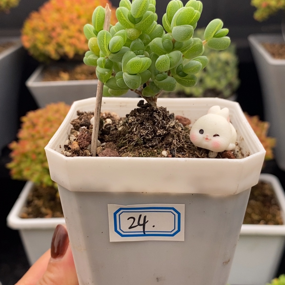 完全开放24号元宝（7cm）