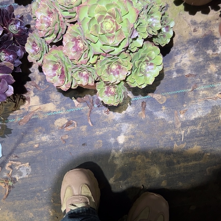 不包侧枝一物一拍40