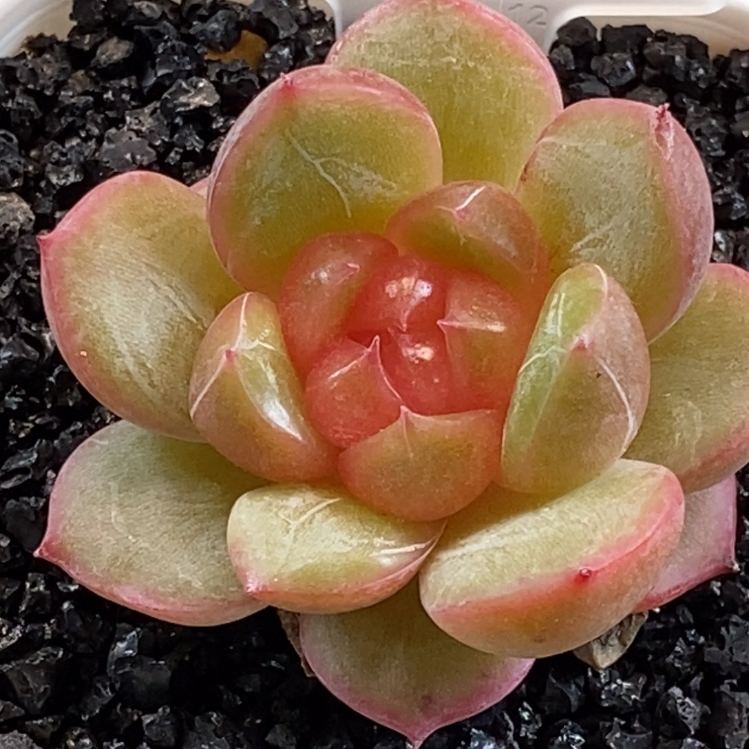 福利只有一颗可以拍38包邮