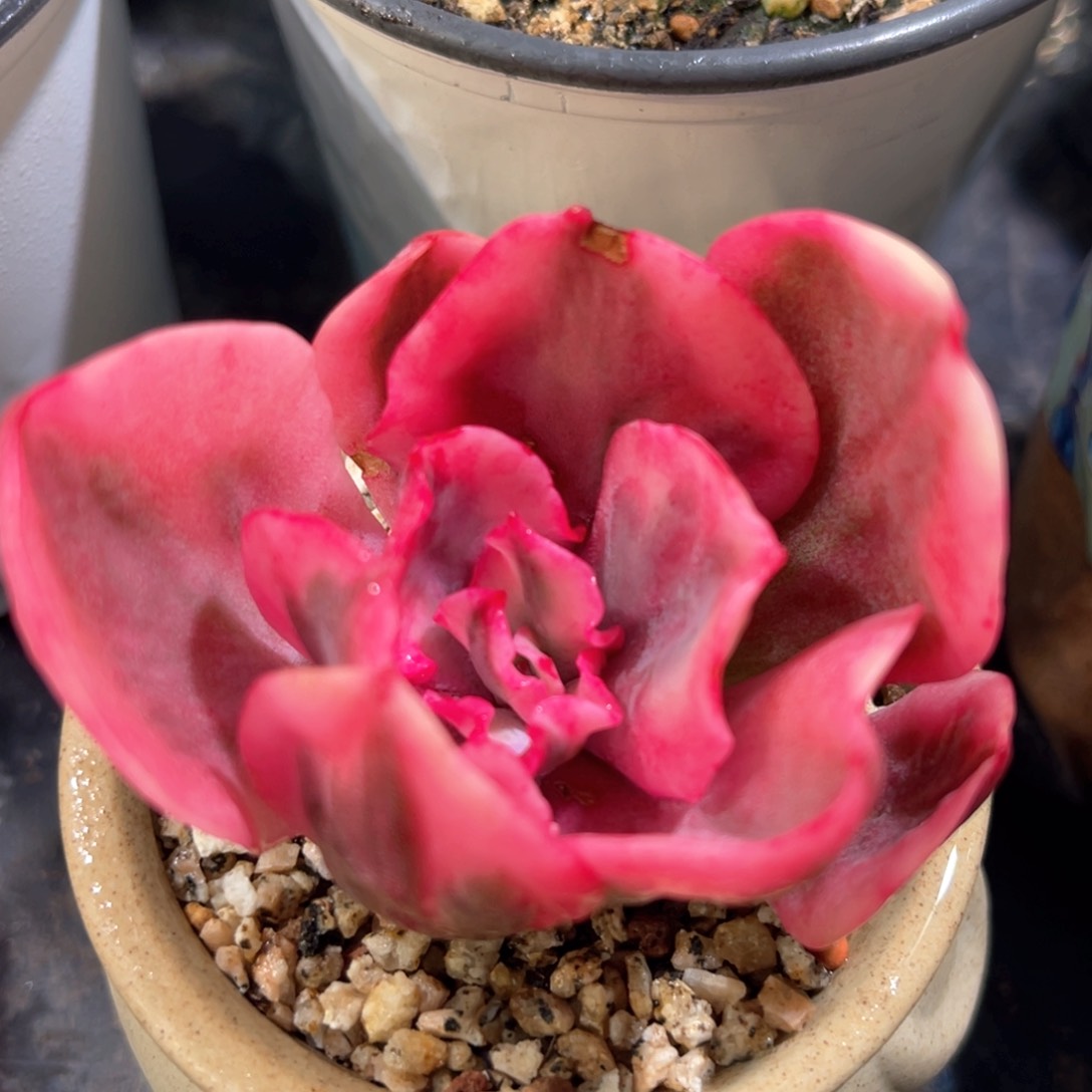 多肉特价包菜锦有须根