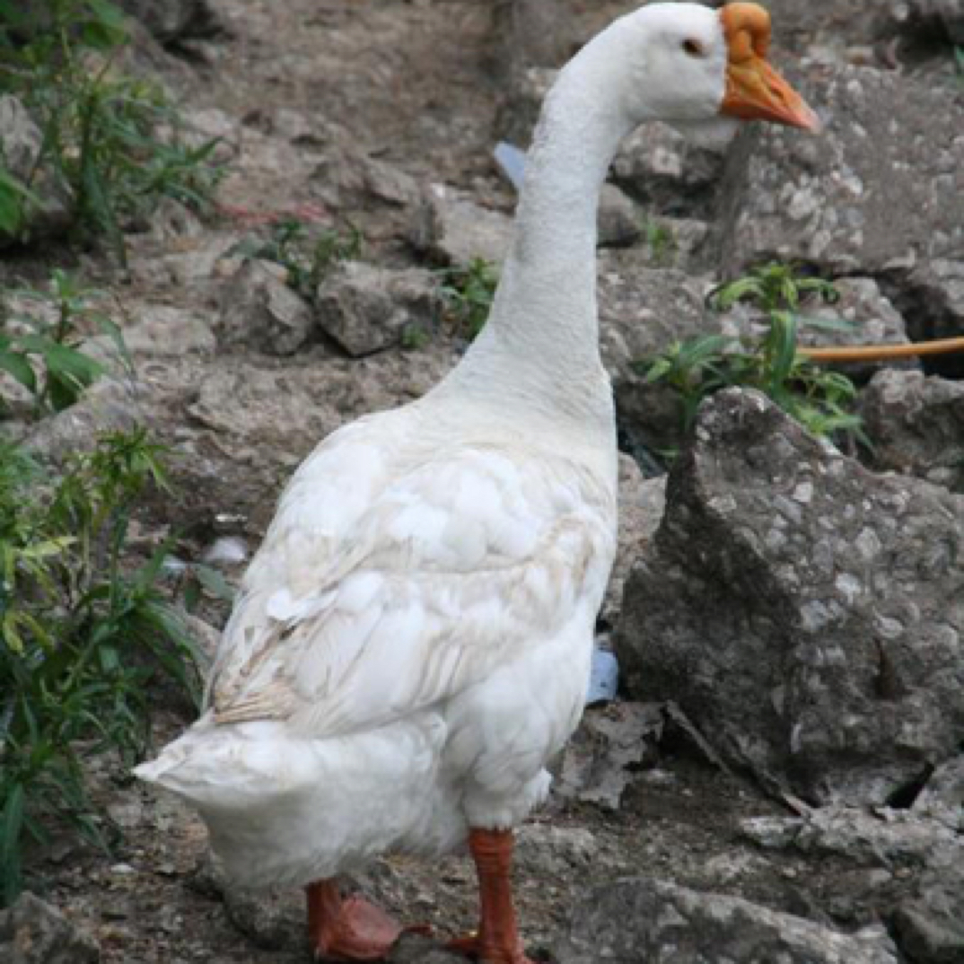 纯粮食喂养跑山鹅旱鹅子