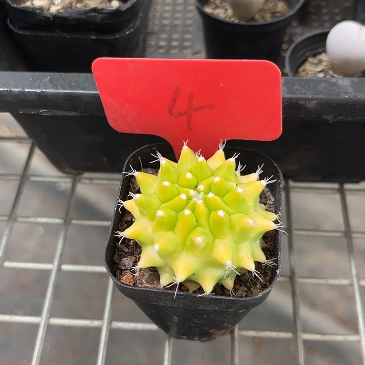 我也不知道怎么办