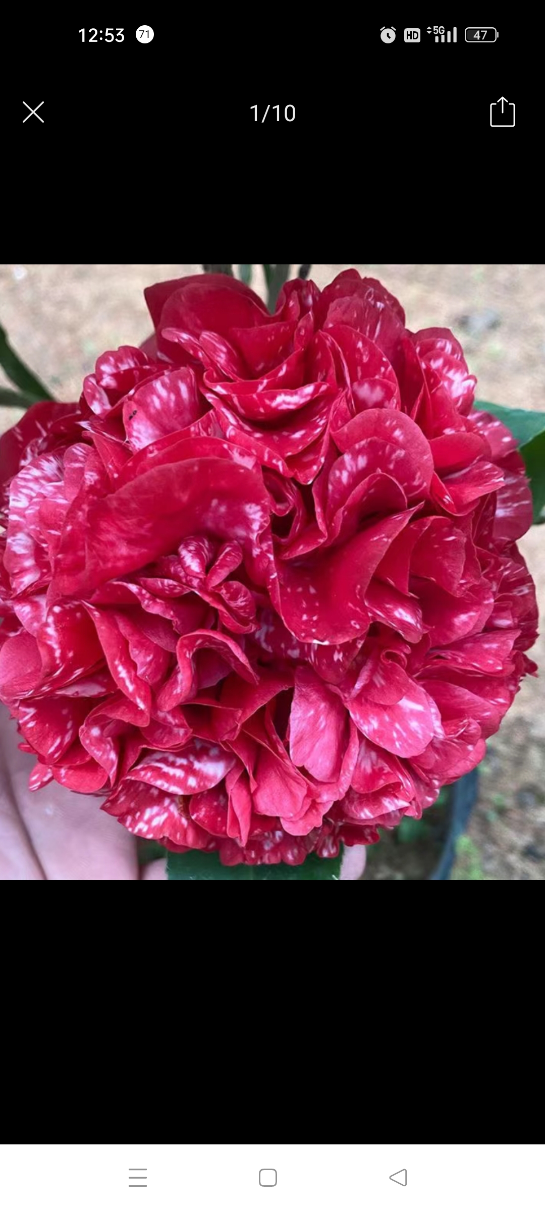 云斑大元帅茶花苗盆栽花卉较耐寒适合室内花大复色