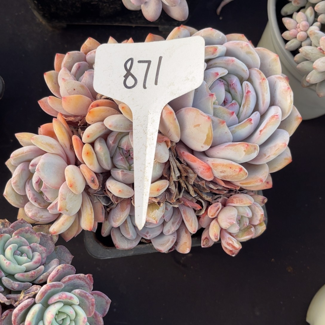 弑***熙老阿姨花卉一物一拍871