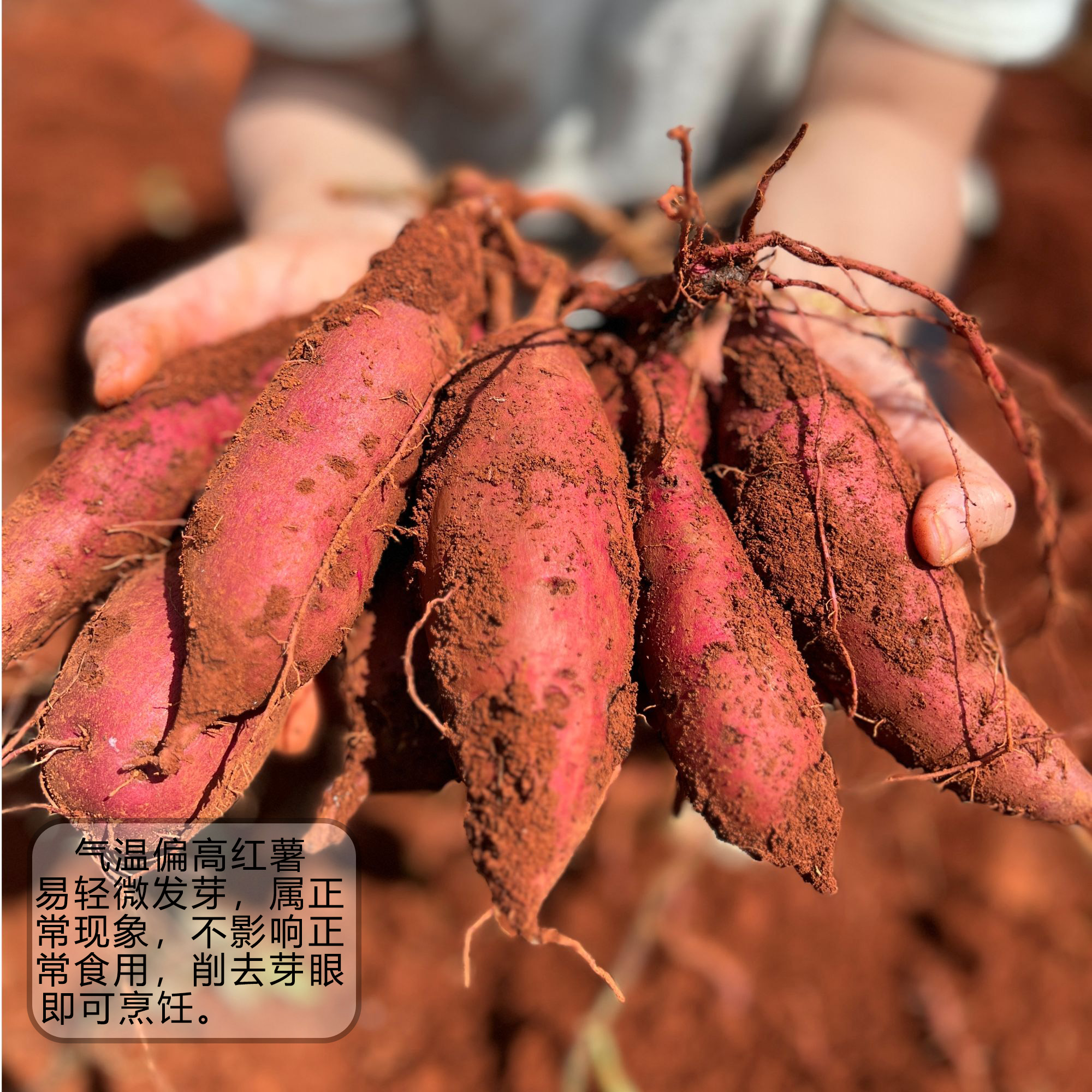 农食谷【榴莲蜜薯】【中大果】红薯蜜薯番薯香薯4.5斤单个4-
