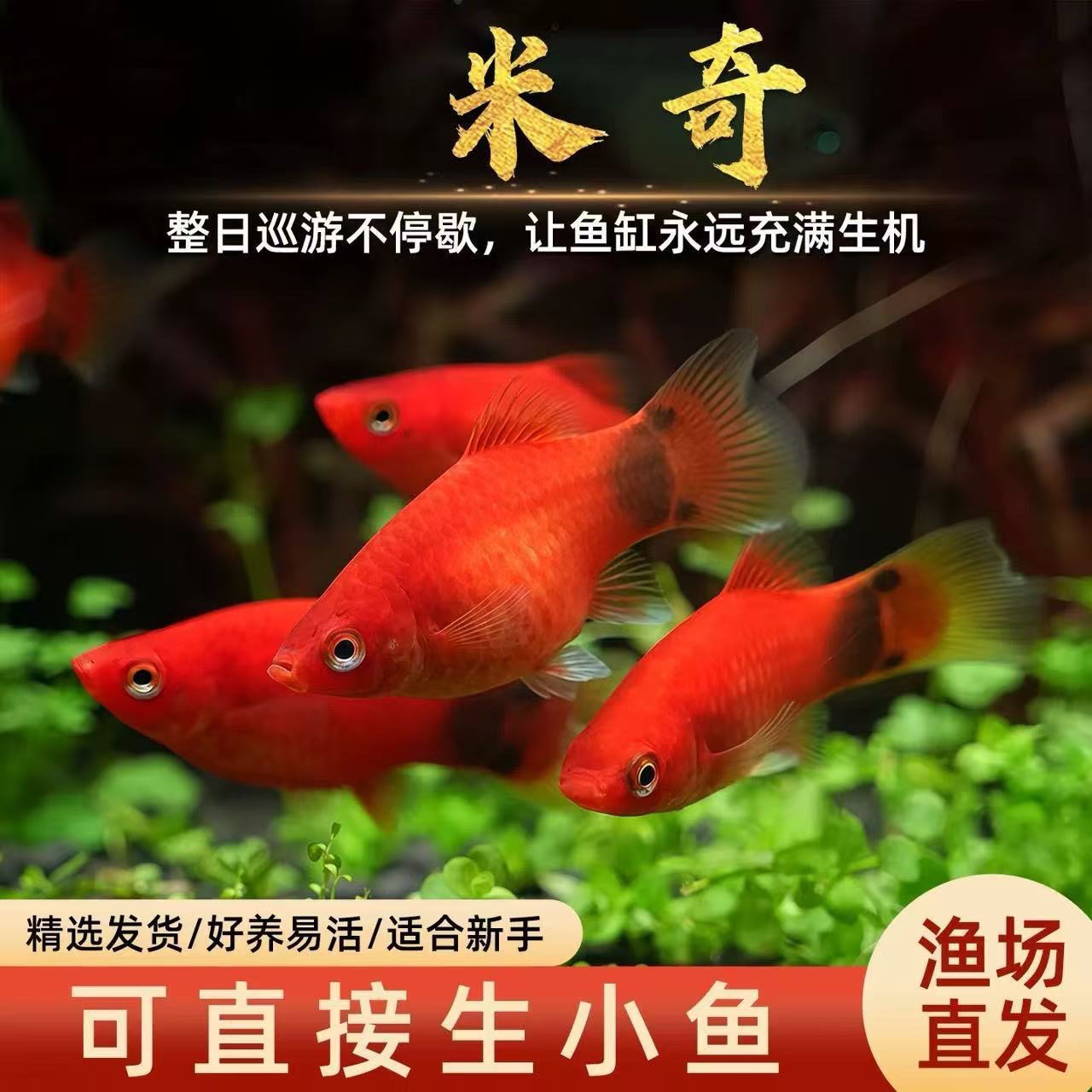 （米奇鱼）小型生小鱼清洁活体观赏鱼好养耐活新手适用