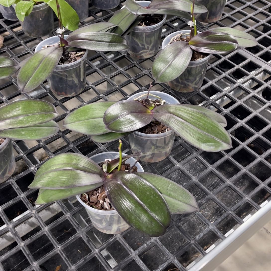 当前无花栽培后可以开花美琪红宝石4.5寸大桶高芽花剑大壮苗