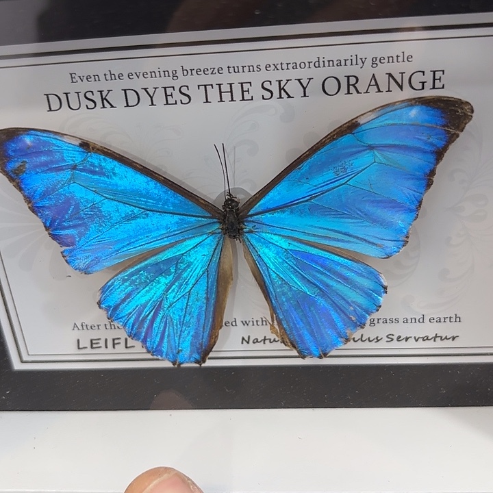 R***l蝴蝶标本定制209@