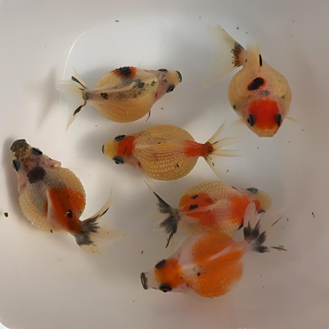 鼠头珍珠小金鱼观赏鱼活鱼鱼苗顺丰包邮