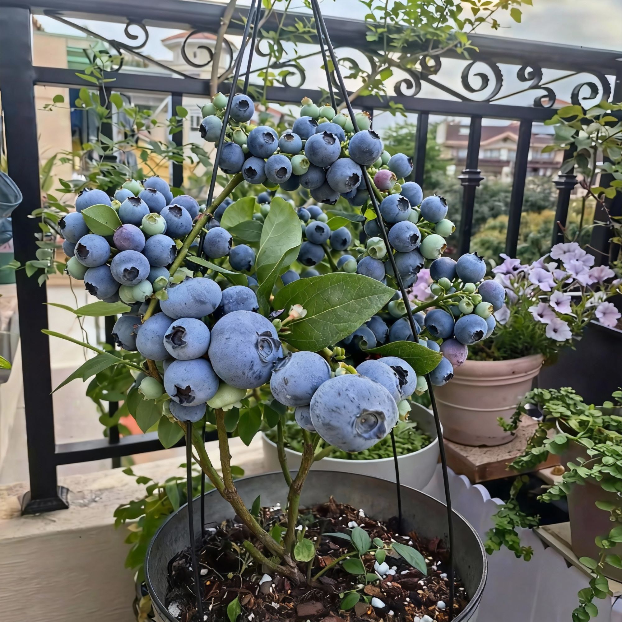 奥尼尔蓝莓果苗盆栽地栽可食用当年结果树苗盆栽阳台水果树苗