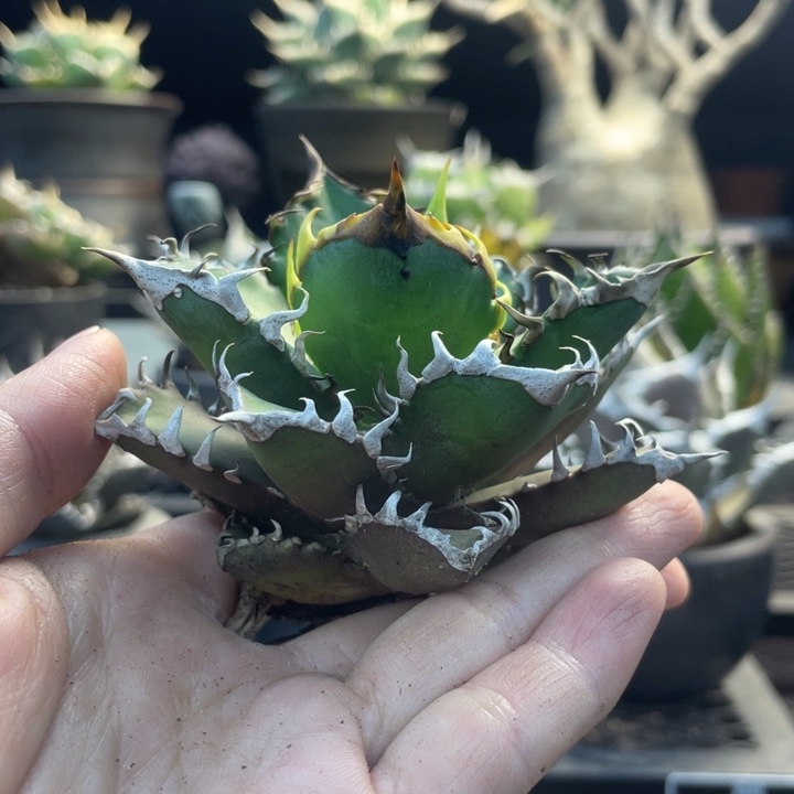 【闪购商品】紅貓 優選