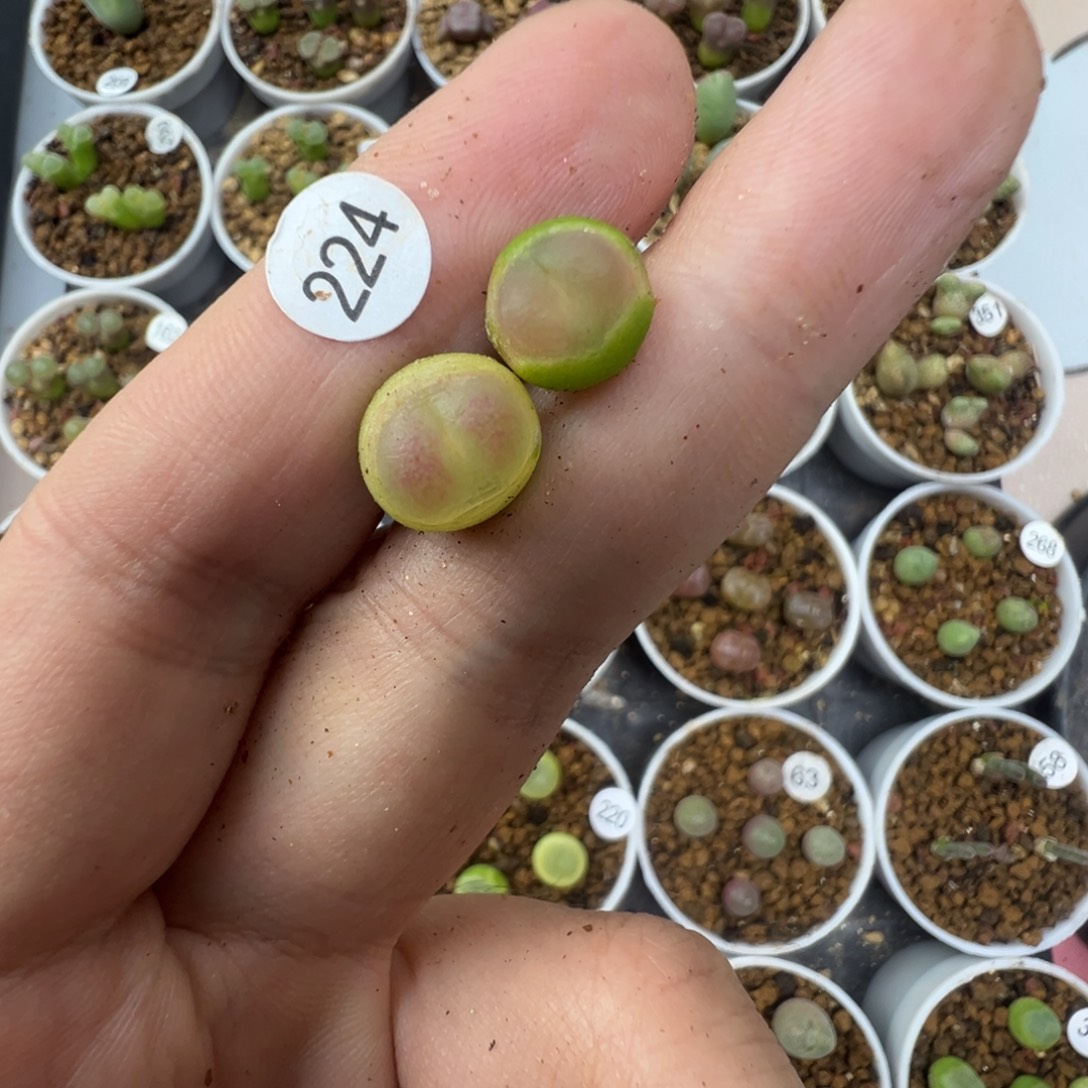 蜡***汤拉登两颗脱土2240000