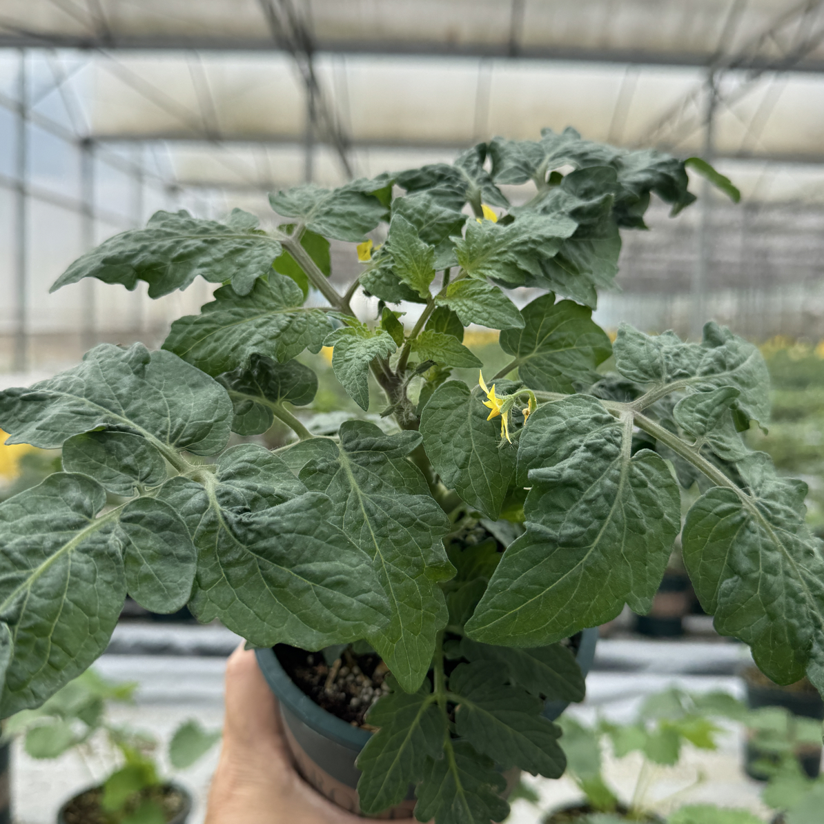 番茄盆栽矮生小番茄苗粉鸟金丝雀阳台庭院蔬菜种植