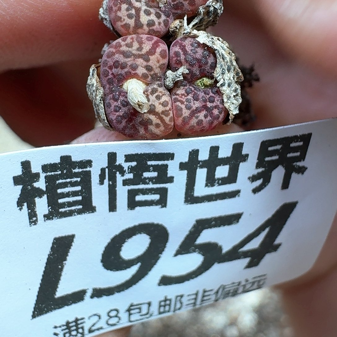 多肉植物的润泽额分