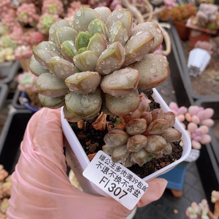 葡萄老桩307多肉植物