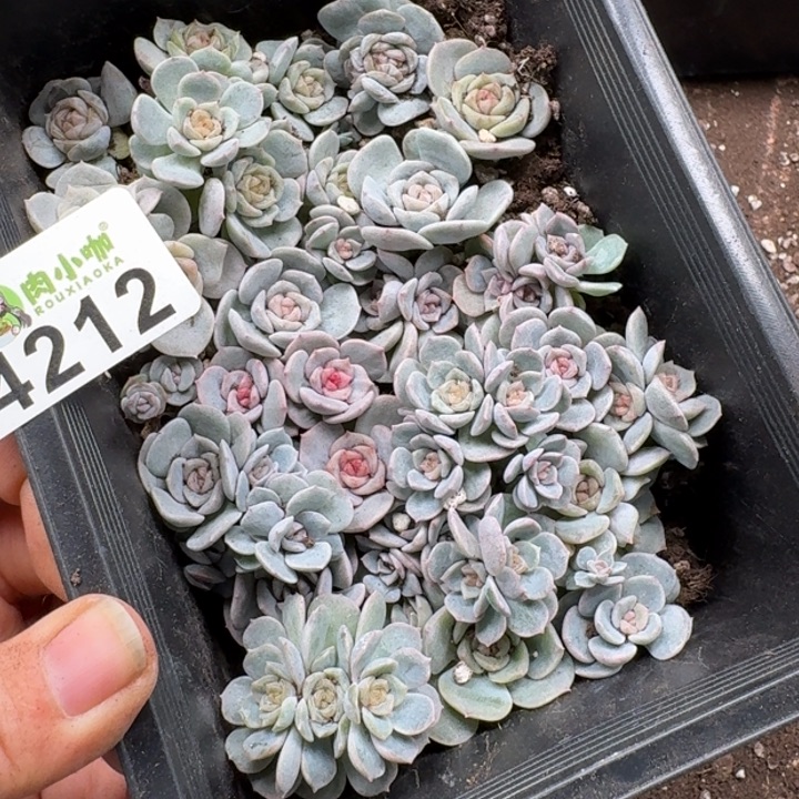 F***y多肉植物多肉植物