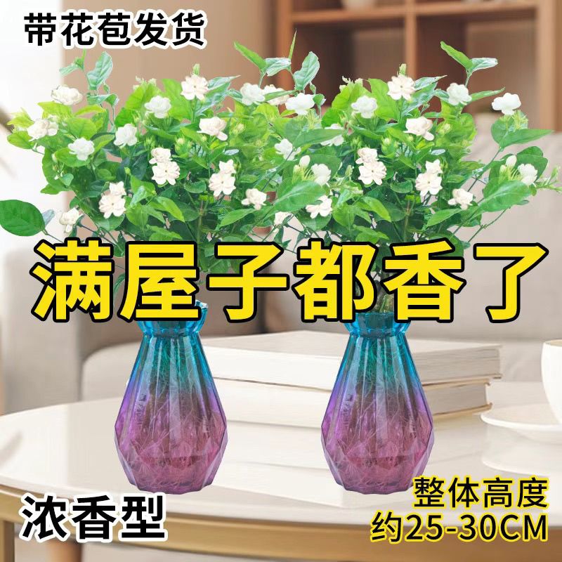 【2天开花】重瓣茉莉花盆栽带花苞浓香型花卉室内外阳台四季开花