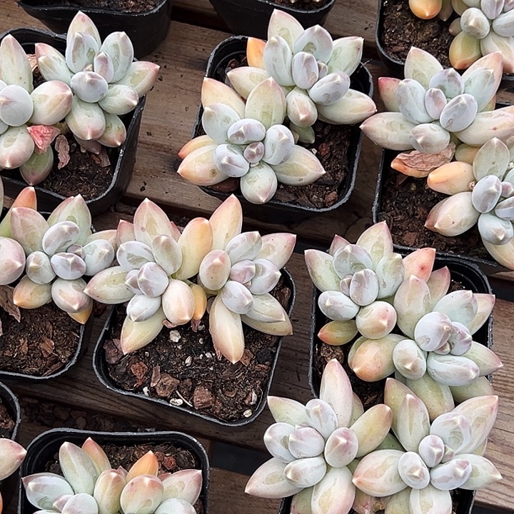 双头        松果    美人