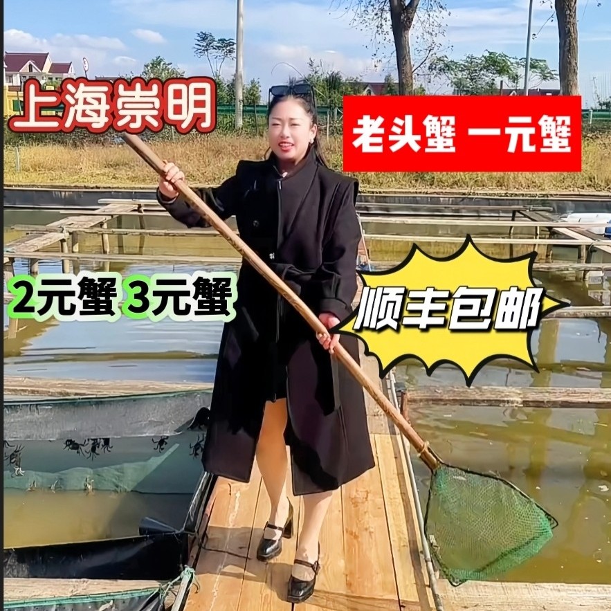 【活海】公母一元螃海上海崇明老头海公海30只1两母海30只1两2.6斤
