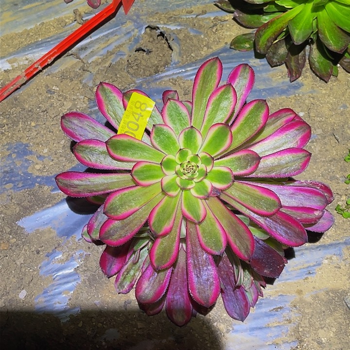 0048白月光多肉植物