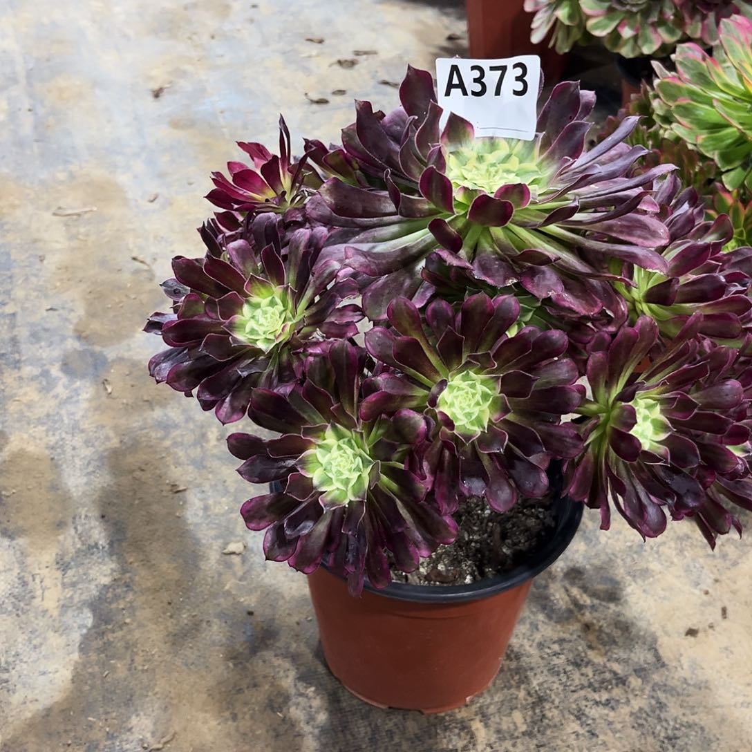 钱***多断枝天合373多肉植物