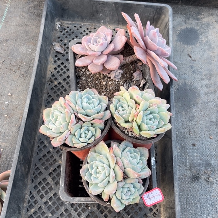 莫***莫冰玉三颗不包整散红茶一颗