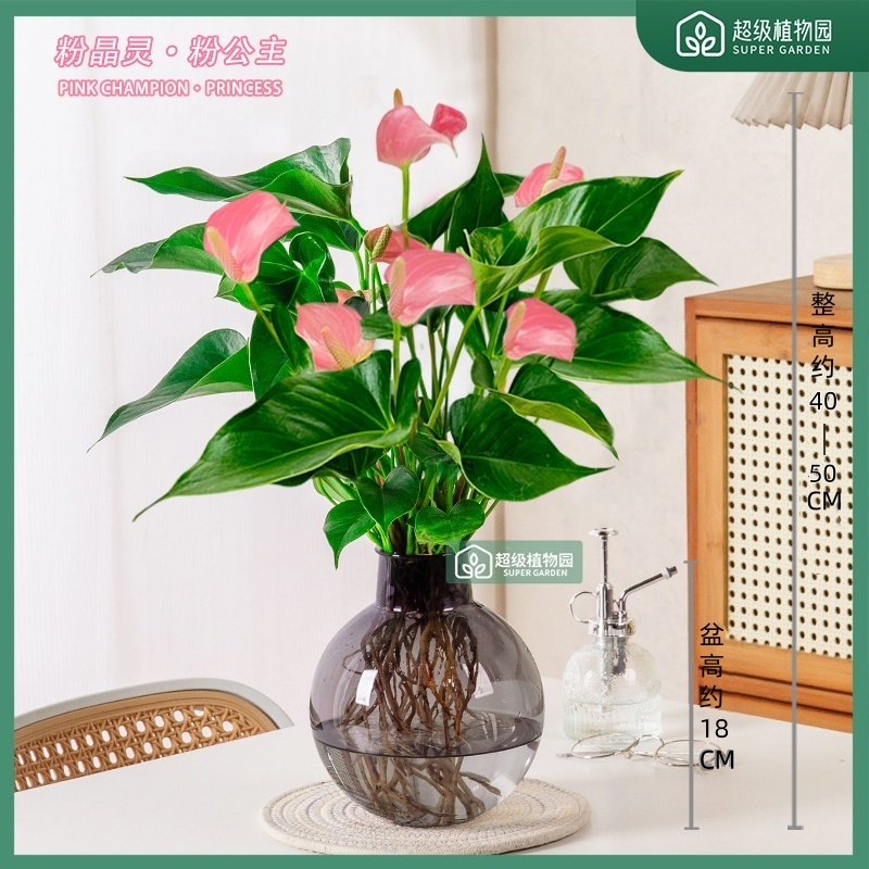 【带花发货】粉掌粉精灵水培花卉盆栽室内绿植客厅净化空气