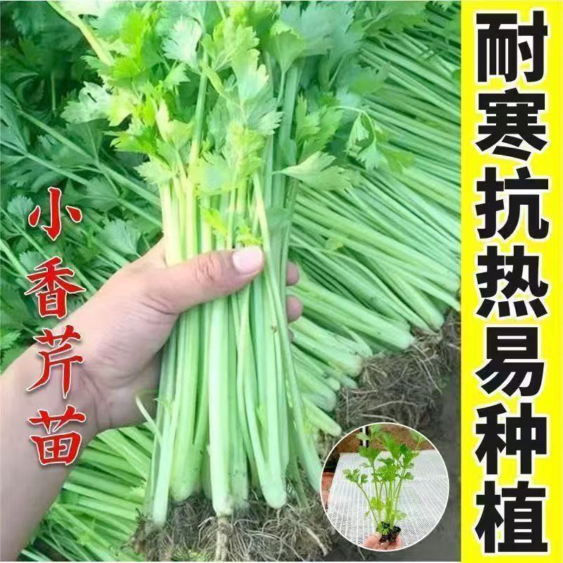 小香芹高产秧苗适合家庭阳台庭院四季种植香味浓郁实心芹菜