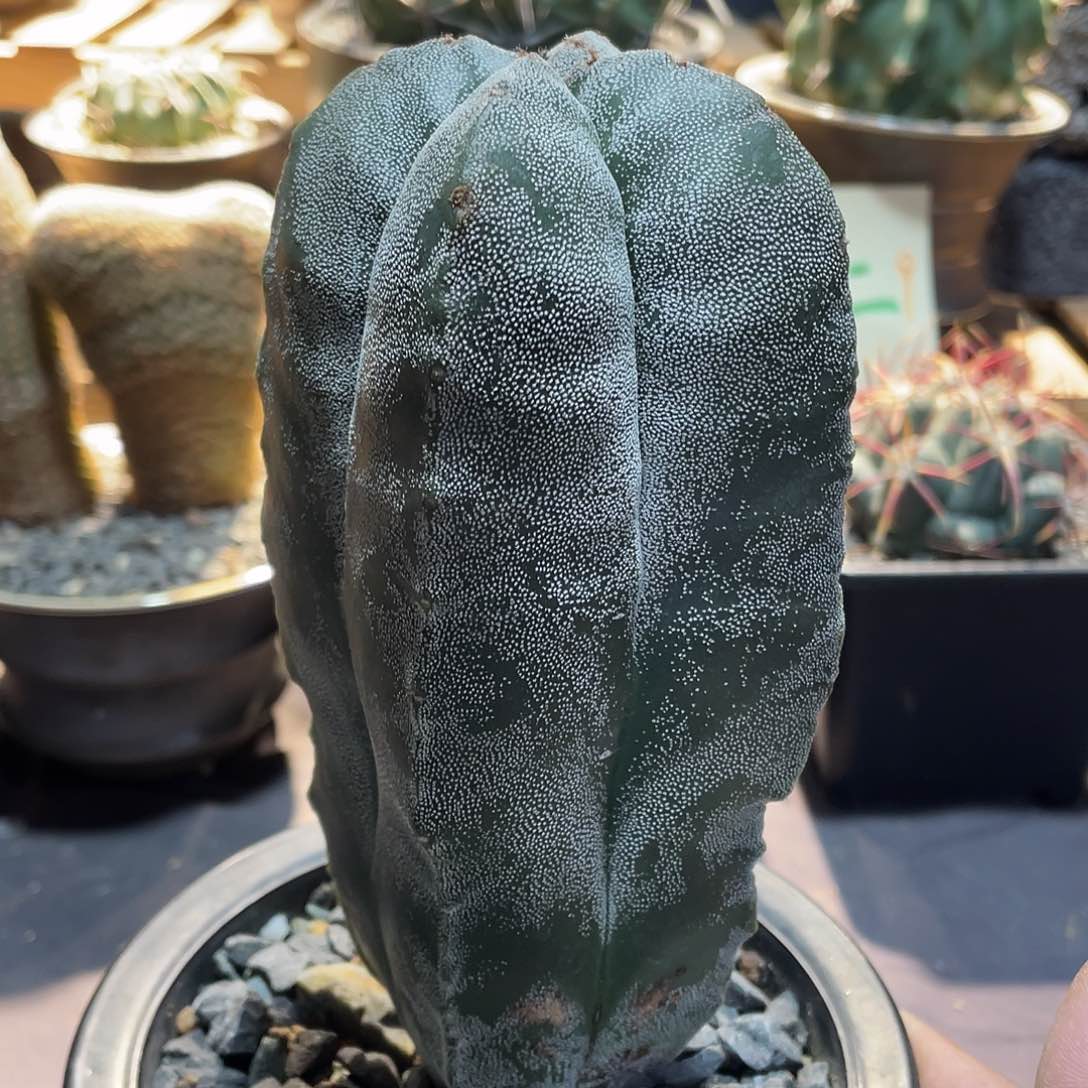 061实生根四棱银沙鸾凤玉