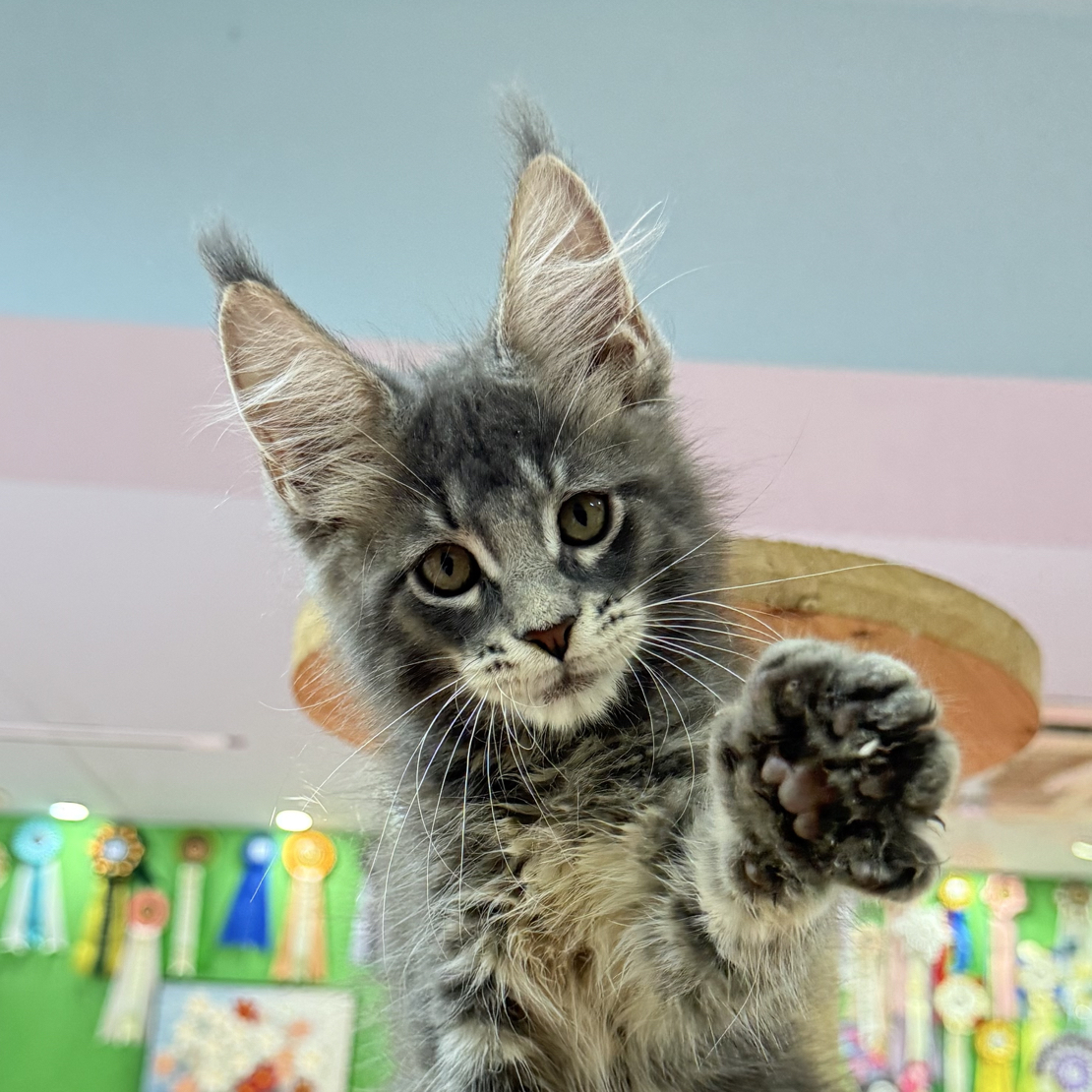 缅因猫银虎棕虎蓝虎直播间选猫链接非图片猫咪
