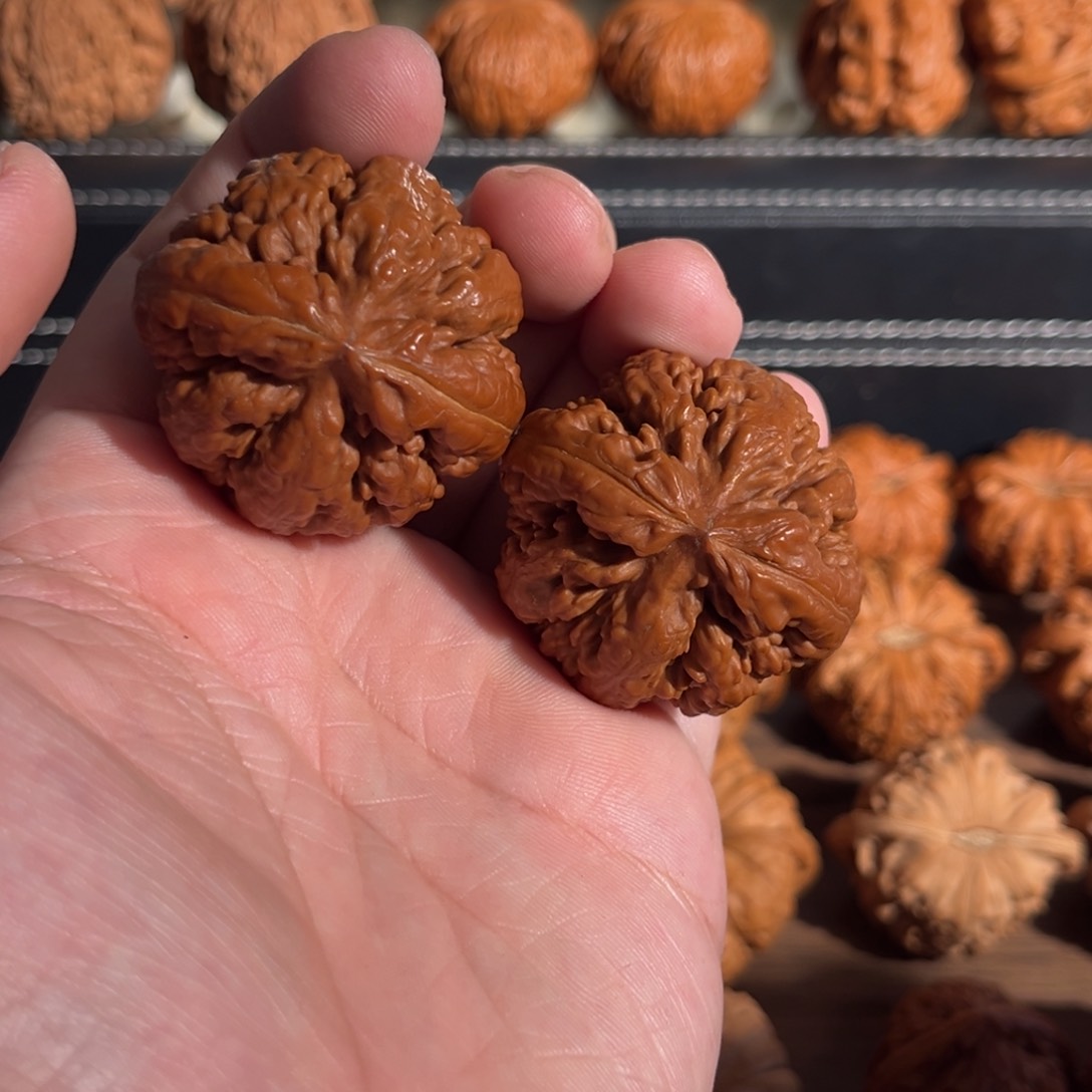 手串/手链核桃41回血霸王龙