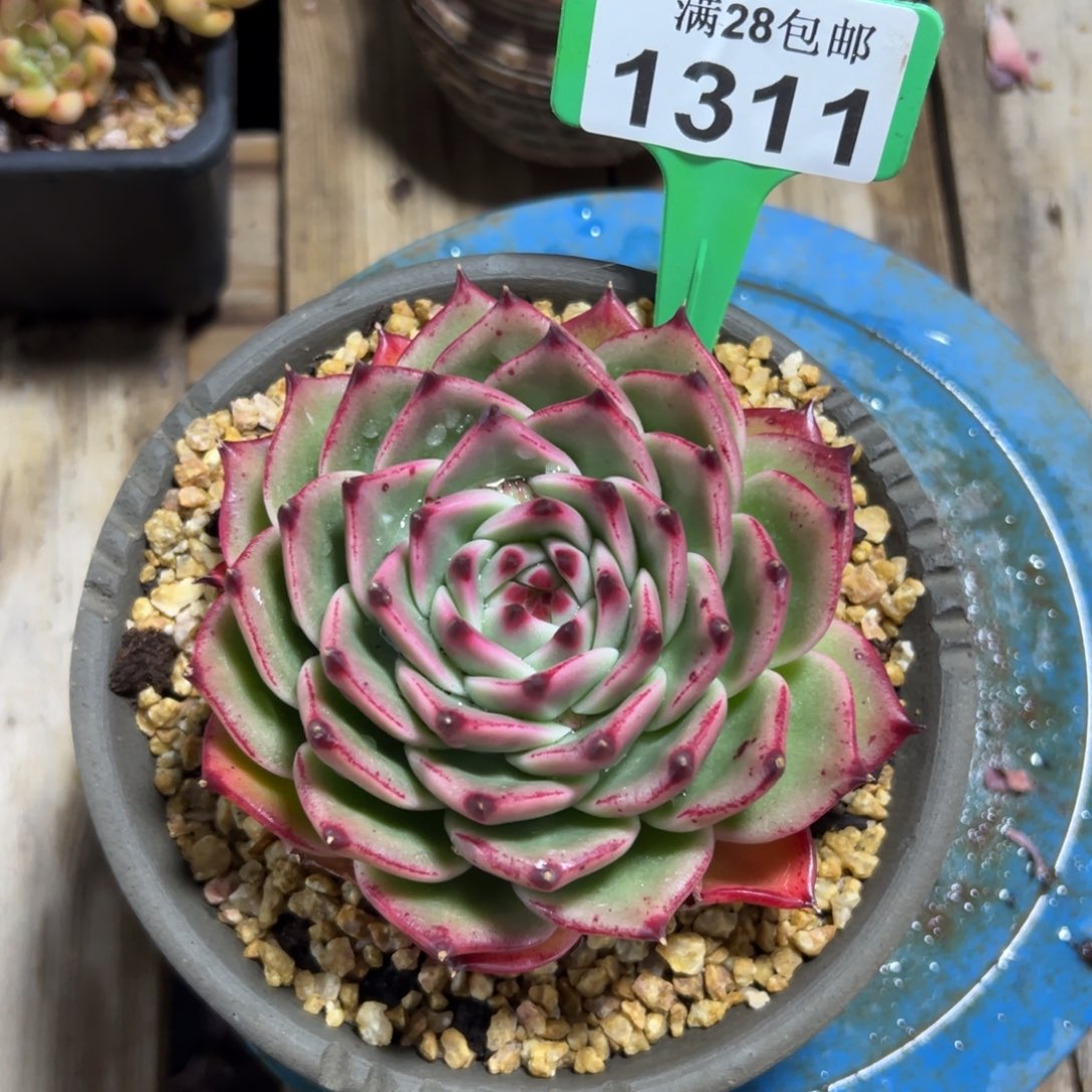 1311蓝龙，冠服11公分