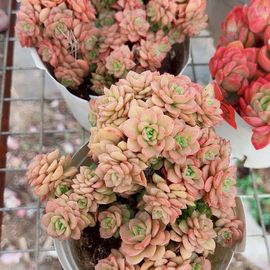 黄金蜡牡丹多头群生精品