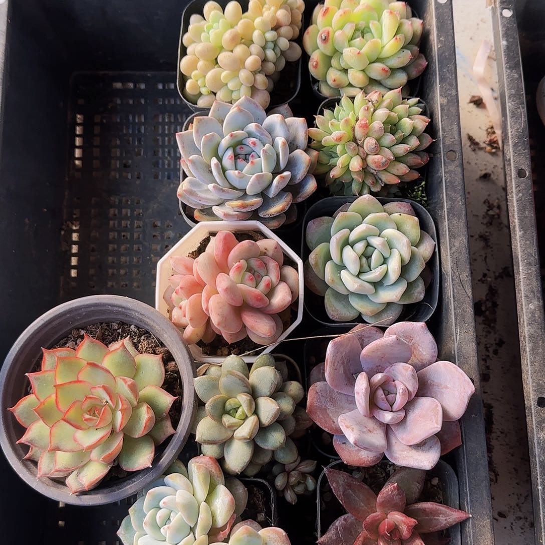 多肉植物带盆发货