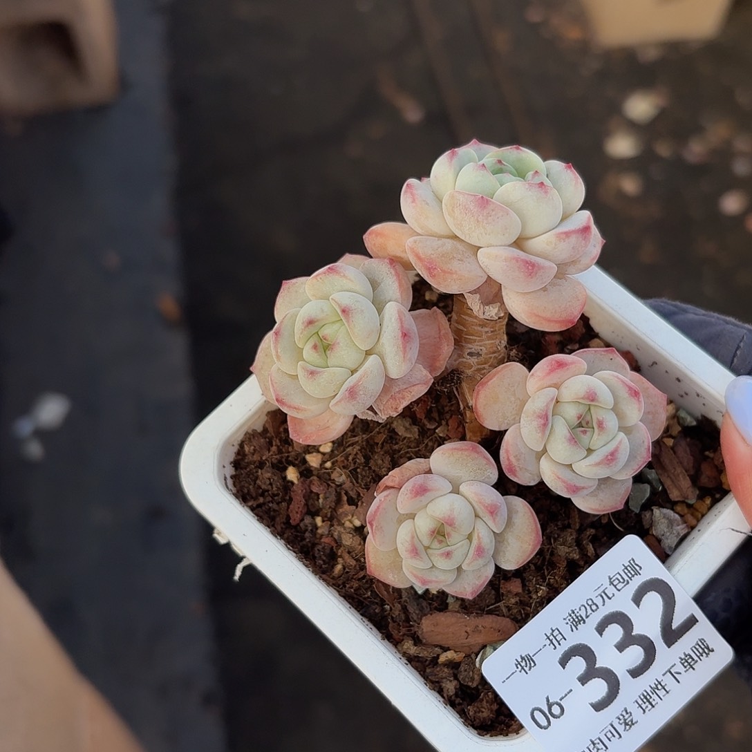 白底香草无盆土发货无