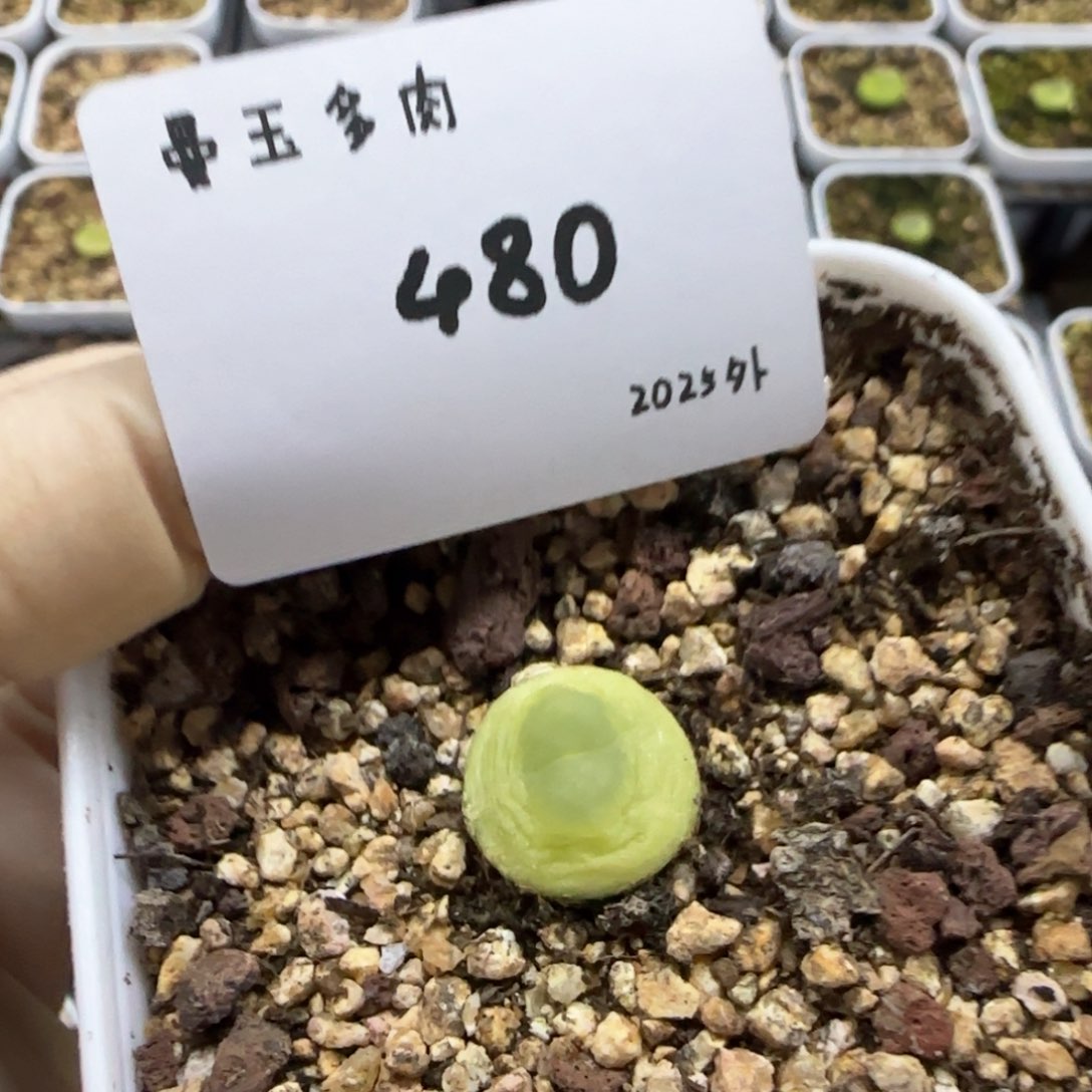 奶*多肉多肉多肉2025-480