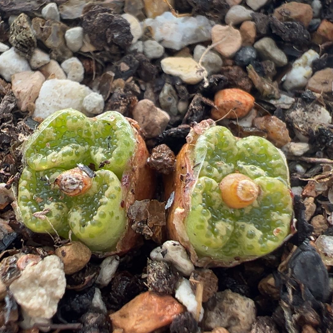 228多肉植物百科知识