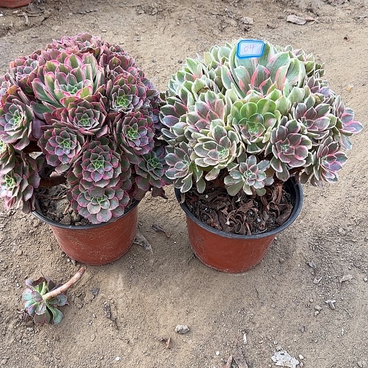 004多肉植物组合，