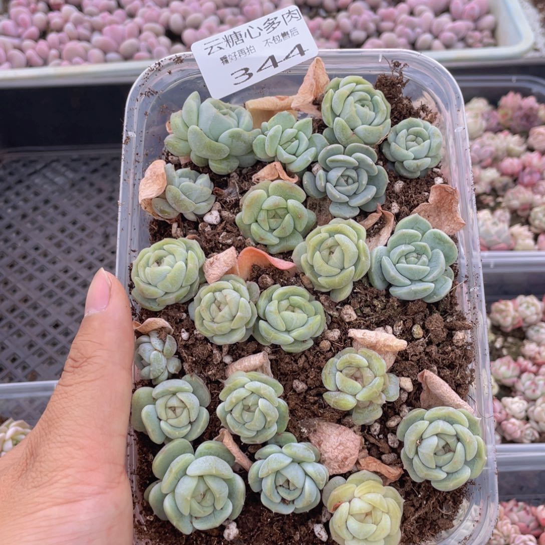 云糖心多肉植物344