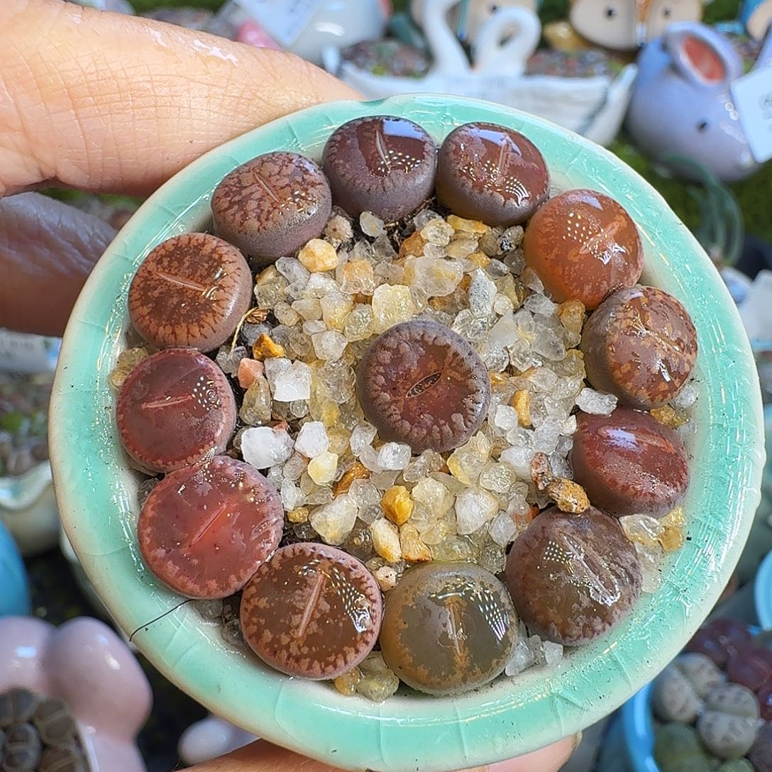 刘***芬多肉植物福利冲895