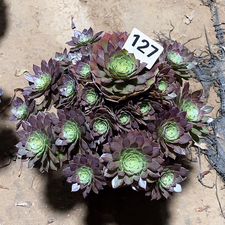 法师植物一物一拍123456