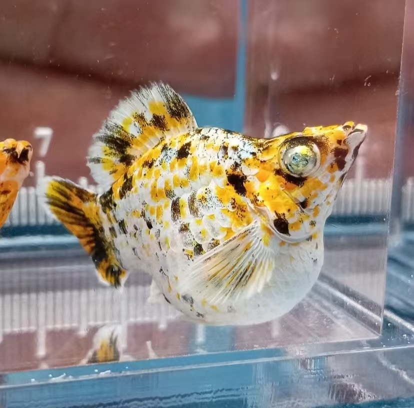 钻石眼玛丽球鱼合集