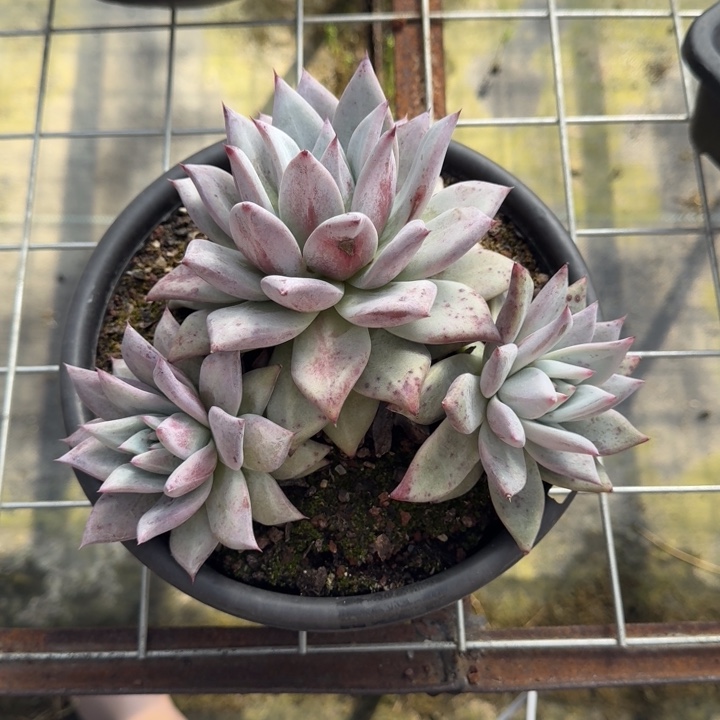 卡系群多肉植物绿植