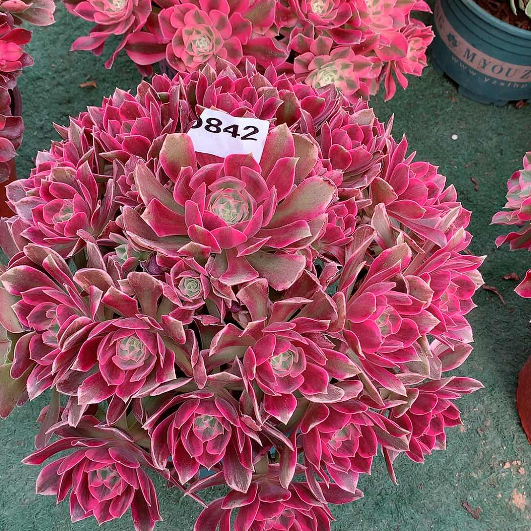 狒842浣纱多肉植物