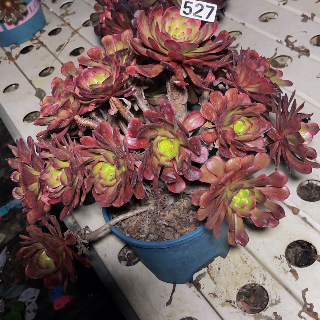 法师法师7/14包邮法师