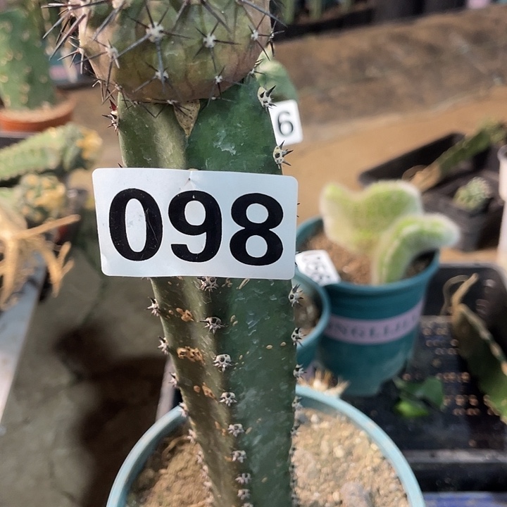 完全开放098黑王仙人球一个