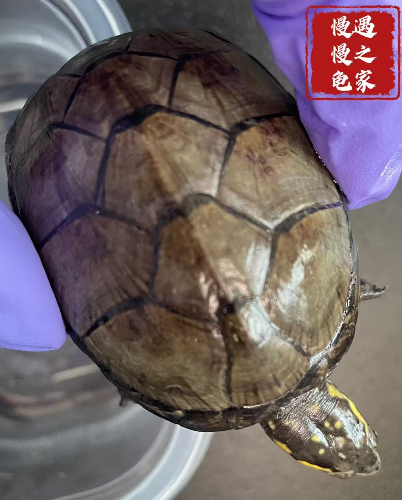 观赏龟乌龟宠物龟外塘冷水龟头盔麝香剃刀巨头果核【直播选龟】